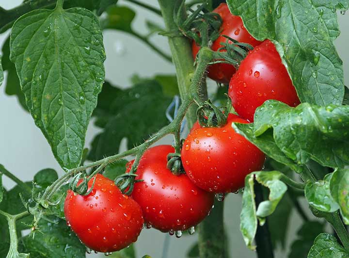 Can You Use Sevin on Tomato Plants?