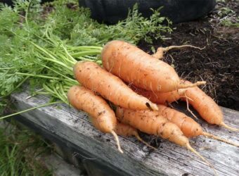 Carrot Companion Plants – The 5 Best and 3 Worst Plants