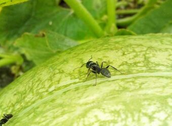 How Do I Keep Ants Off Pumpkin Plants? ( 8 Solutions)