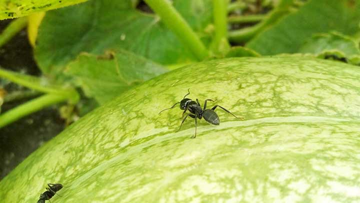 how to keep ants off pumpkin plants