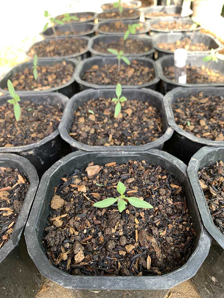 Tomato about a week after sowing seeds