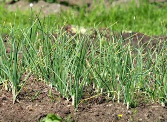 How and When to Harvest Elephant Garlic?