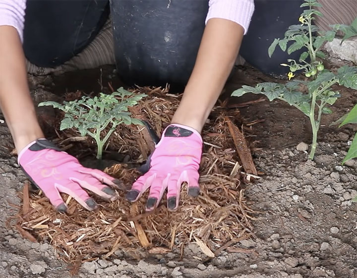 Wood chips, particularly cedar mulch, can be used to mulch tomato plants with good results.