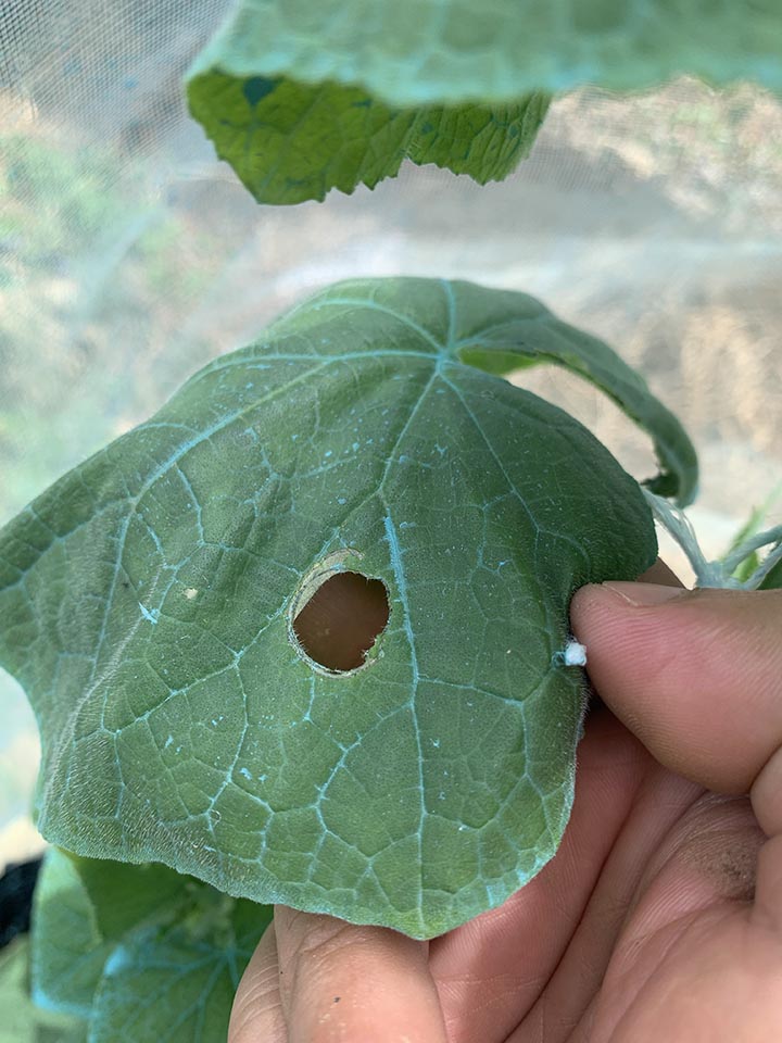 The damage inflicted by cucumber beetles on my cucumber leaves is clearly visible