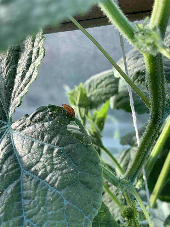 Cucumber beetles are eating my cucumber leaves