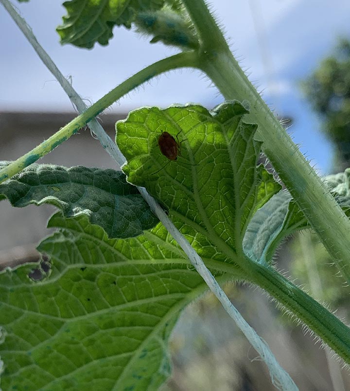Cucumber beetles is eating my melon