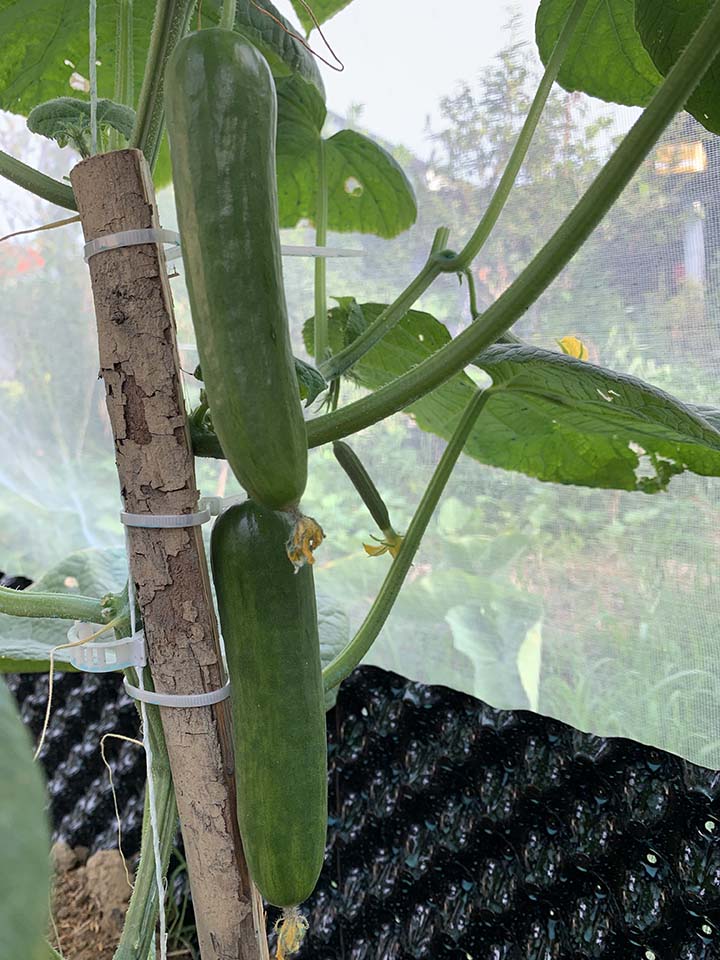 After just a few days, the cucumber fruits grow quite fast