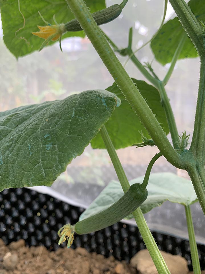 The female flower on my cucumber plant has been pollinated and is now growing a fruit at its base
