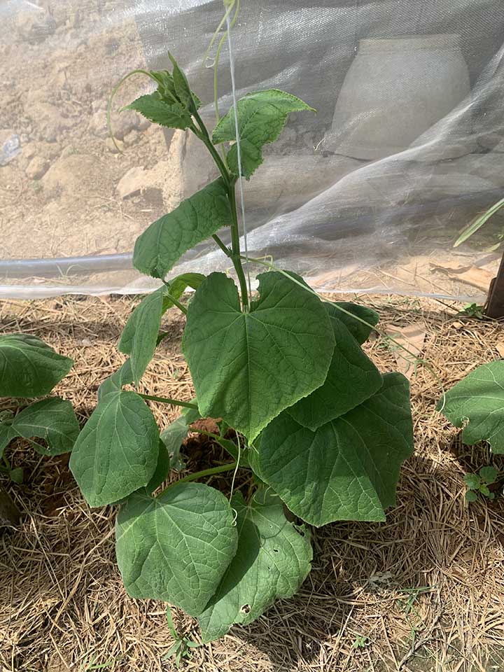 Cucumbers ( about 3 weeks from seedlings) is planting in full-sun