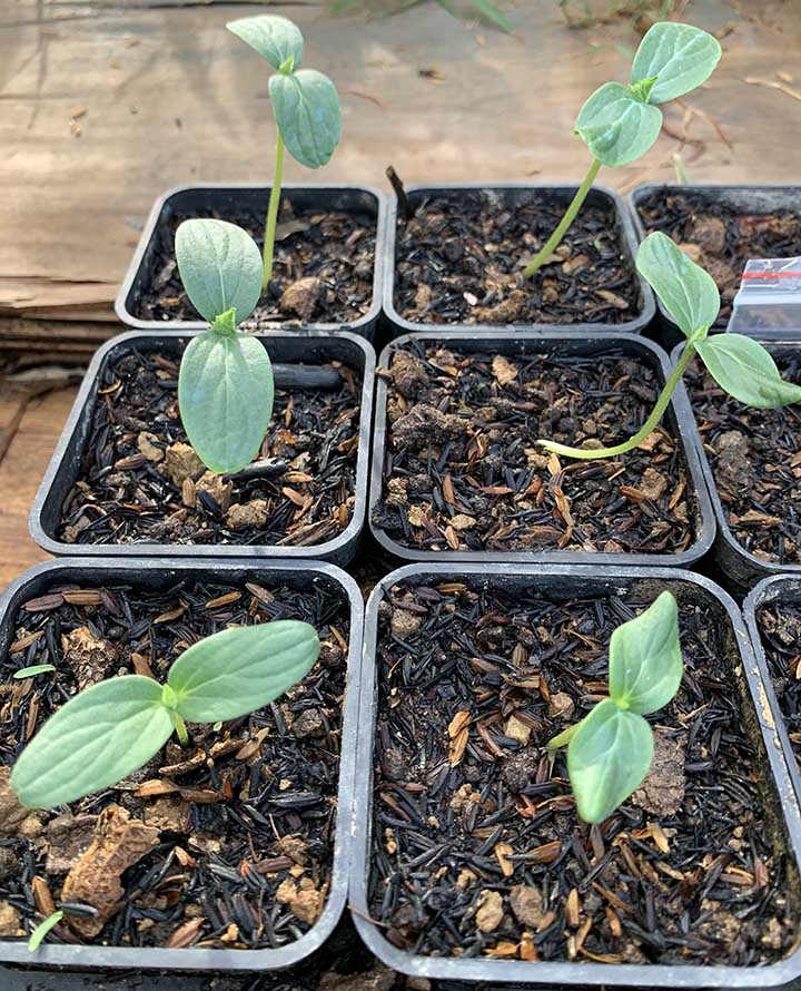 My cucumber seedlings after 5 days