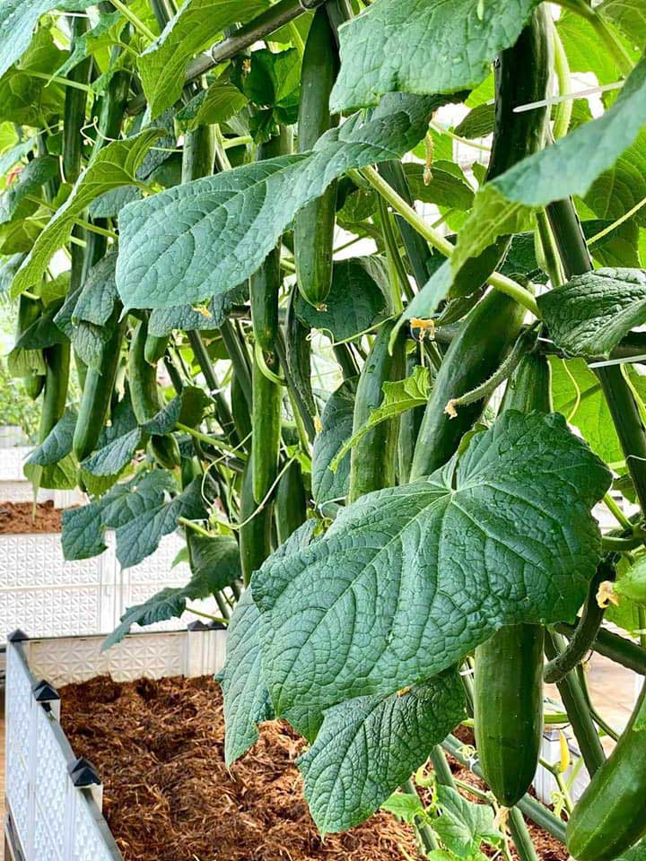 Cucumbers are ready for harvest