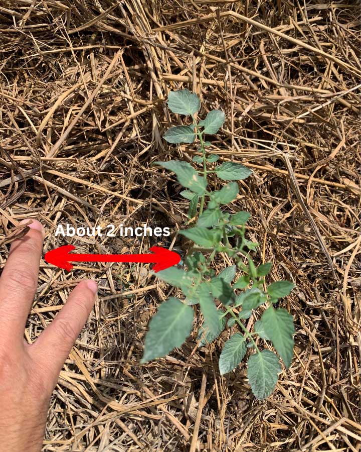 I like to keep the mulch a few inches away from each tomato plant stem. This helps limit issues with airflow that can lead to disease and rot.