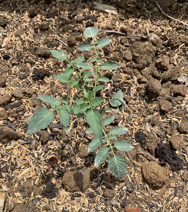 After planting my tomato in the ground, I give them 2 days to recover before mulching the plant