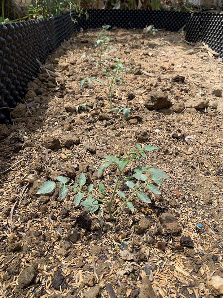 my tomato plants are planting in the ground, space about 2 feet apart