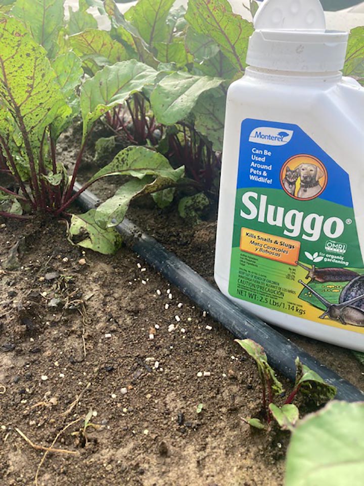 To combat the issue of slugs devouring my plants, I decided to apply Sluggo around the affected areas. This method proved to be effective in deterring the slugs and protecting my plants from further damage.
