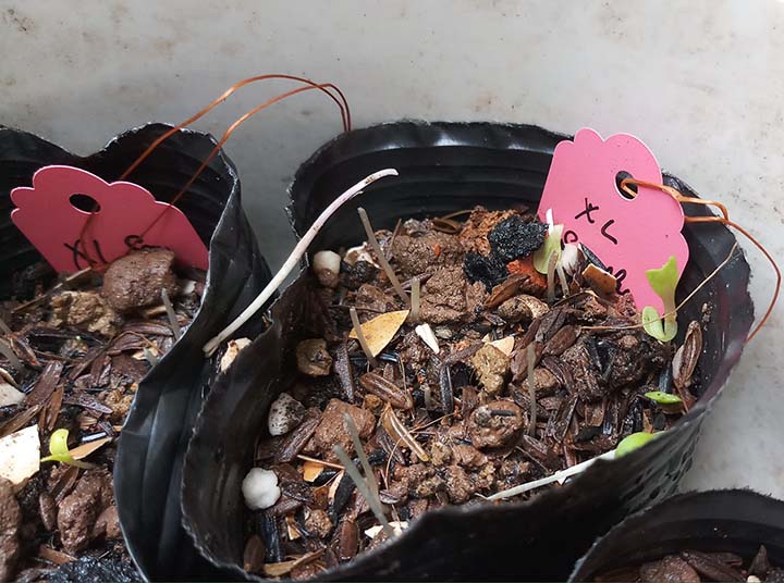 Seedlings in moist areas are particularly vulnerable to slugs, which tend to feed on them.