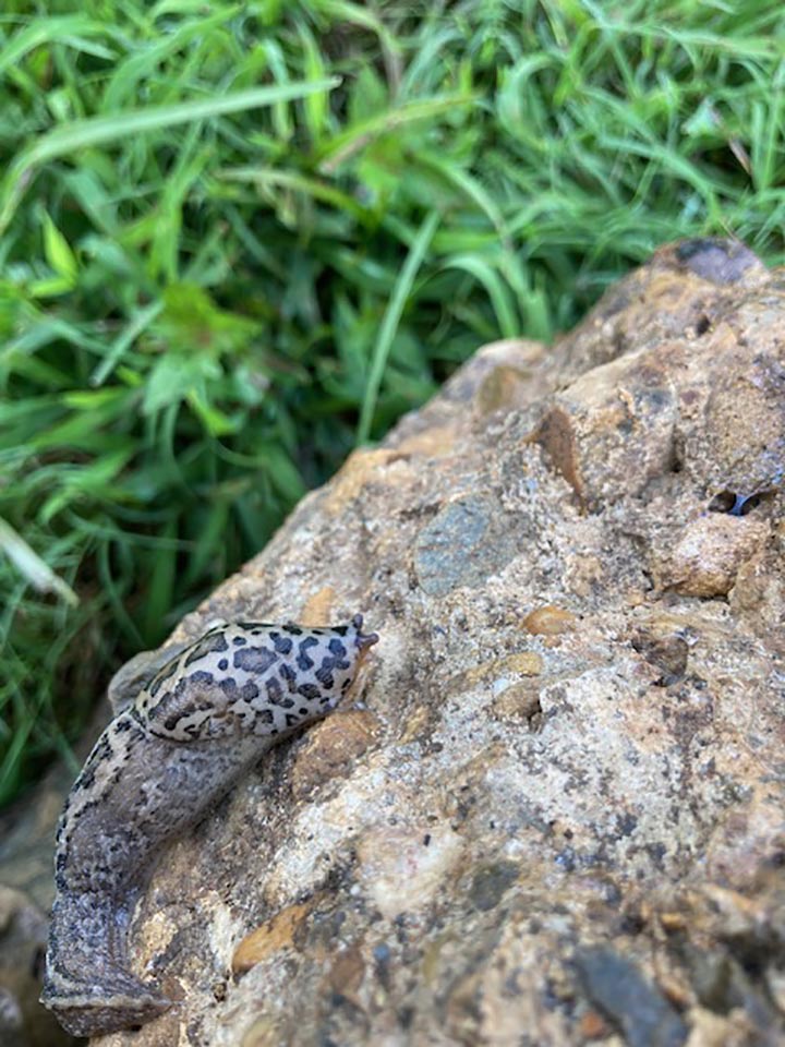 slugs in my garden