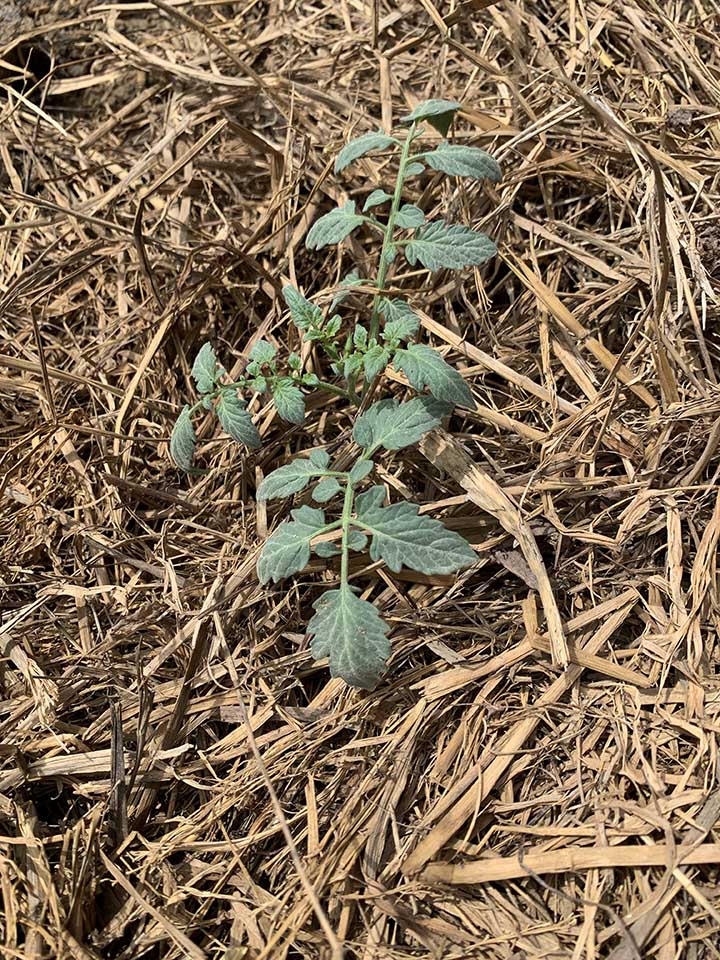 Straw mulch has worked very well for my tomato plants