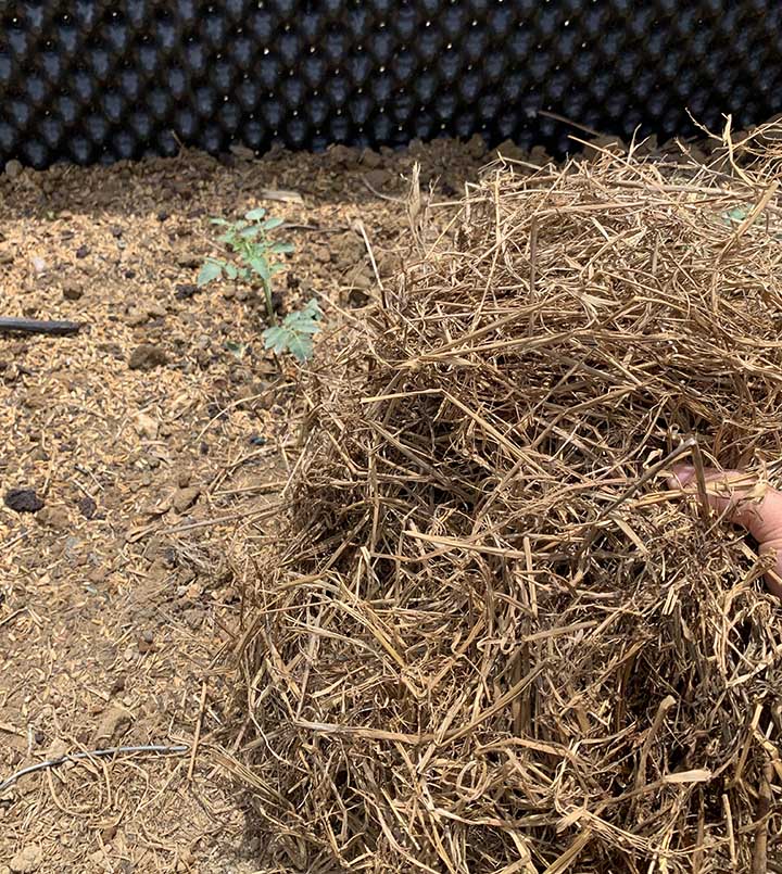 I have found that using straw as mulch for my tomato plants yields favorable results.