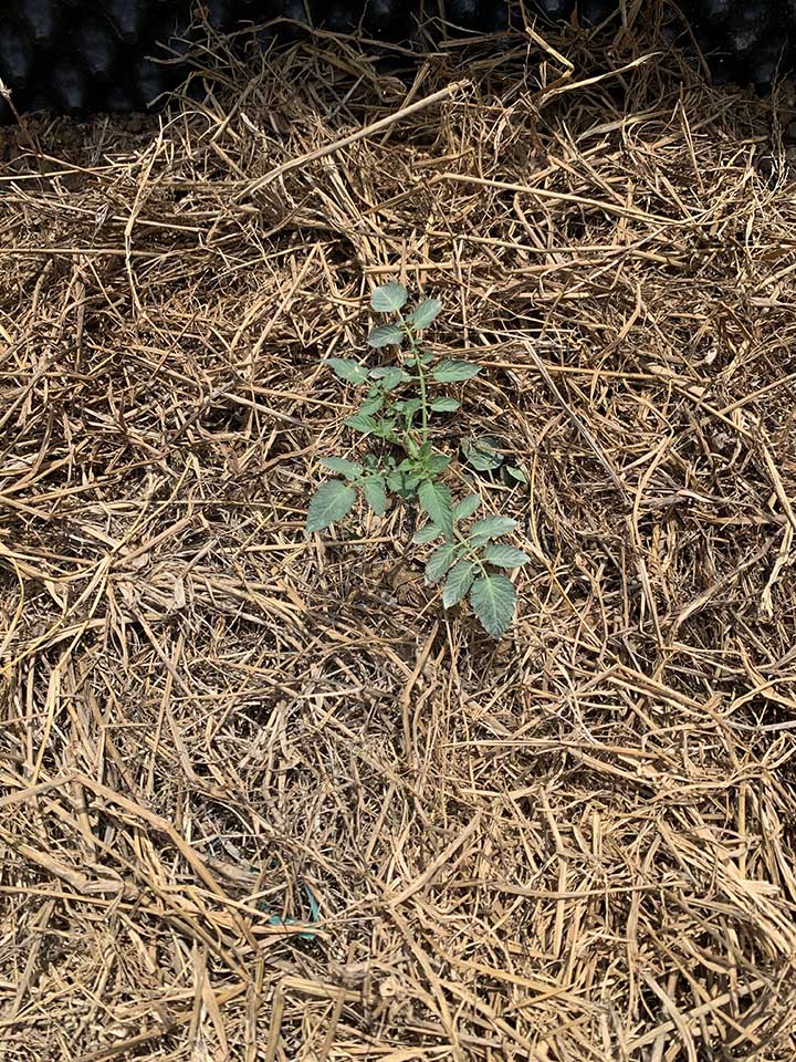 Here's my tomato plant after applying straw mulch