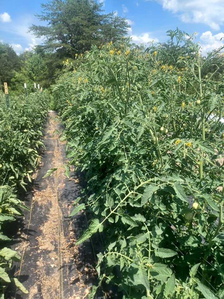 The practice of mulching tomato plants with landscape fabric is a sustainable option that can be repeated for several seasons.