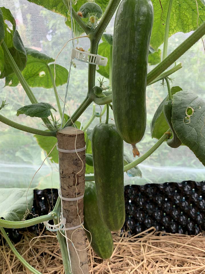 My cucumber vine has many cucumbers that are ready to be harvested, and it is necessary to pick them all in order to maximize the yield.