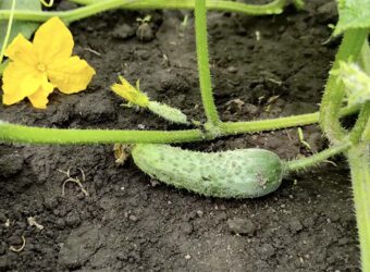 The 9 Best Pickling Cucumber Varieties in 2024