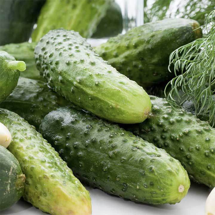 Boston Pickling Cucumbers