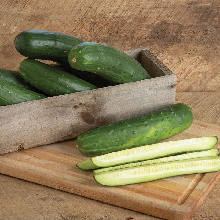 Bristol Cucumbers