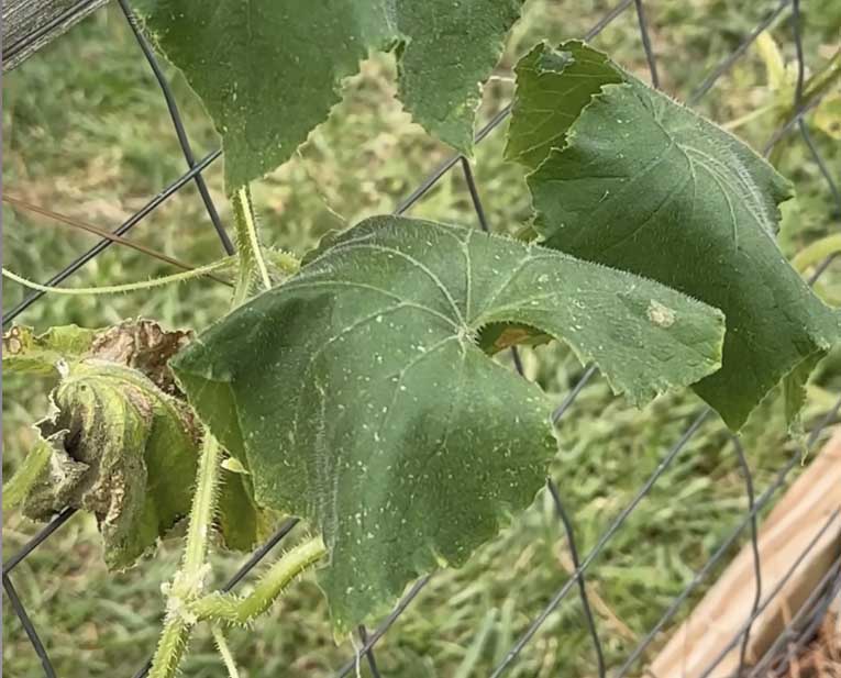 Bacterial wilt in cucumber plant