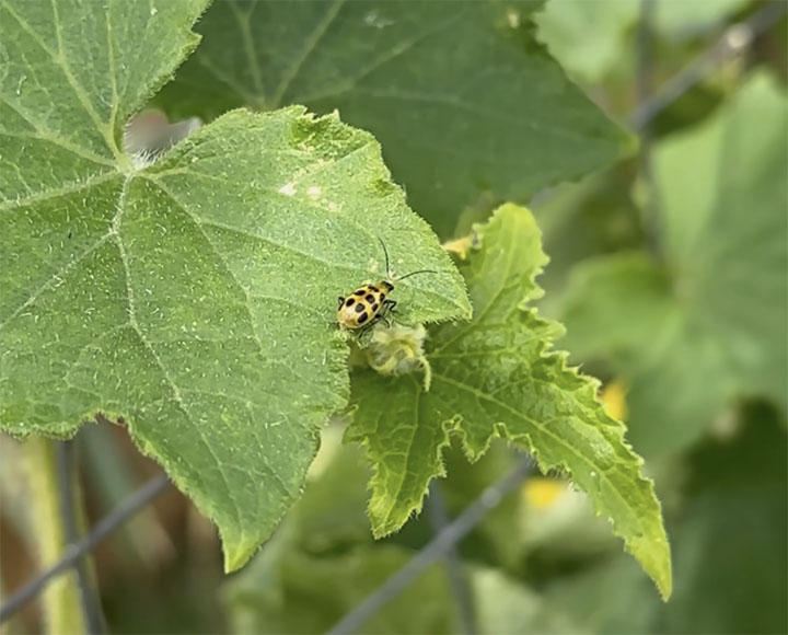 If you see your cucumber plants wilting during the day but recovering at night and there are cucumber beetles hanging around, your cucumbers might have bacterial wilt.