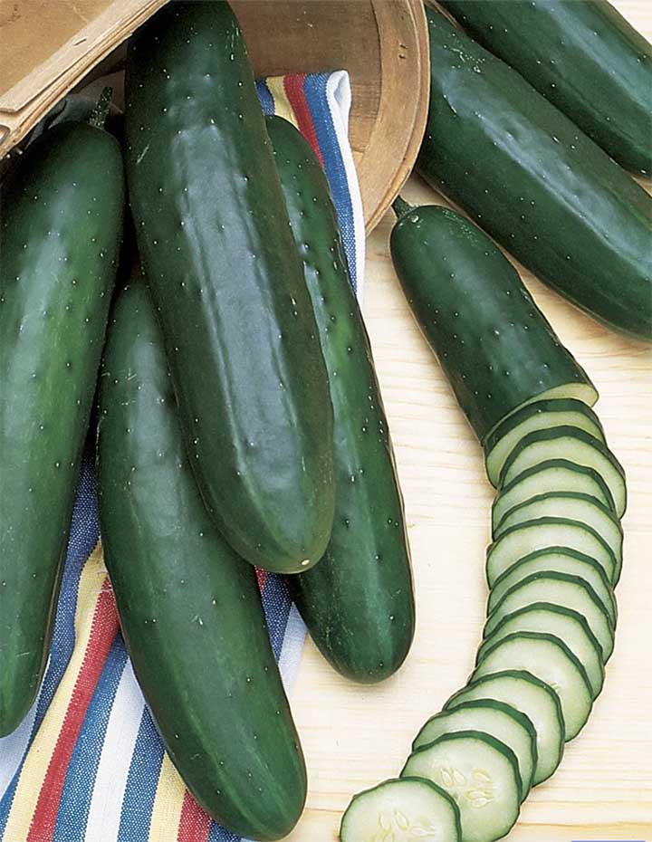 Early Pride Cucumbers