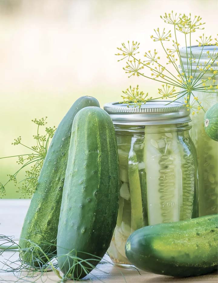 Fresh Pickles Cucumbers