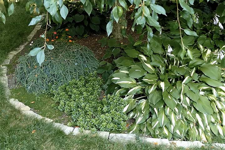 Ground covers can thrive in the dappled shade of trees and effectively cover bare ground.