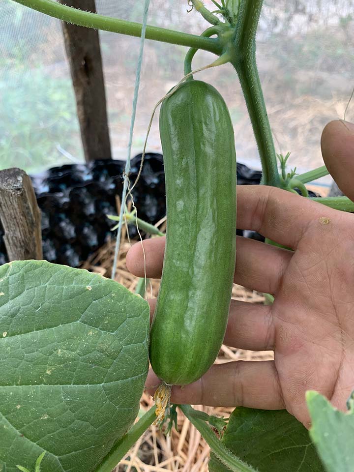 Harvest cucumber at this size can also be a good option