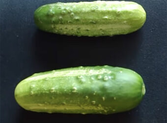 What Are Kirby Cucumbers – How Can You Grow and Harvest Them?