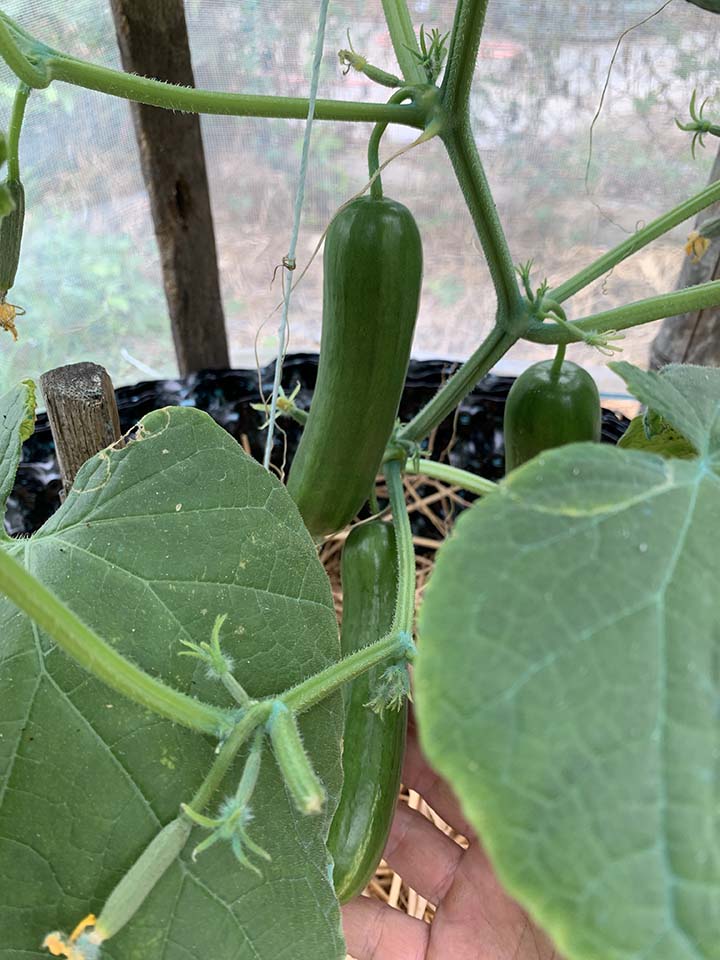 Cucumber fruits have a fast growth rate and can grow noticeably in just a few days after being pollinated.