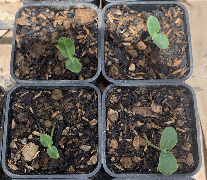 Here are my cucumber seedlings two days after sowing them in the soil. I have placed them in a spot with full sun to prevent the seedlings from becoming leggy.