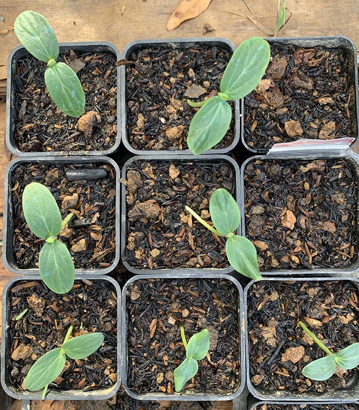 Here are my cucumber seedlings three days after sowing them in the soil. Cucumber seedlings grow really fast each day.
