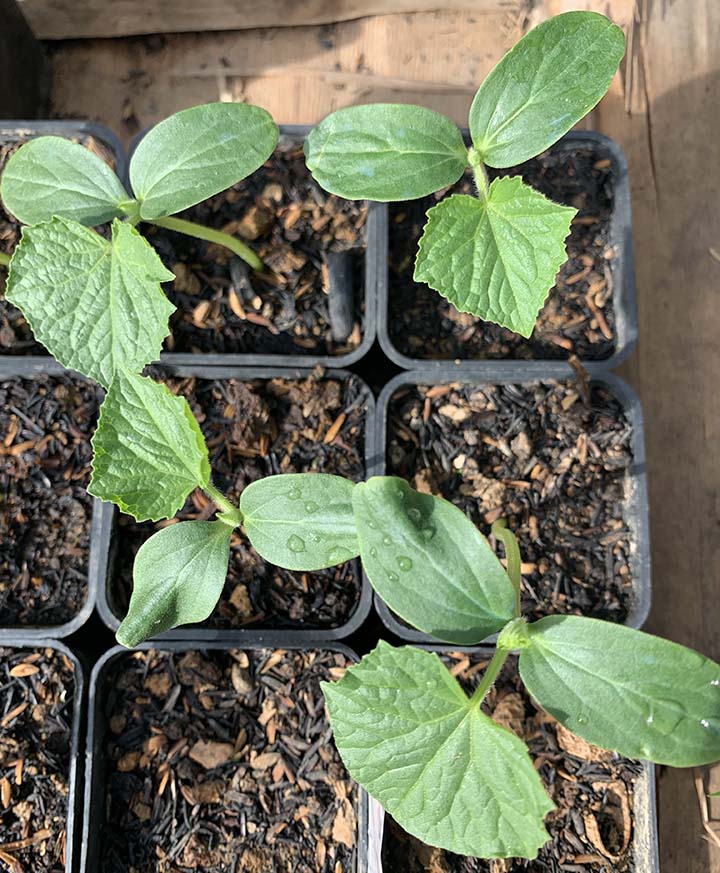 Here are my cucumber seedlings six days after sowing them in the soil. They are developing two "true" leaves. Cucumber seedlings grow really well when placed in full sun.