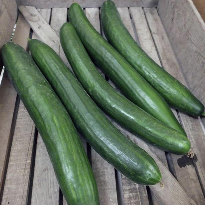 Orca Cucumbers