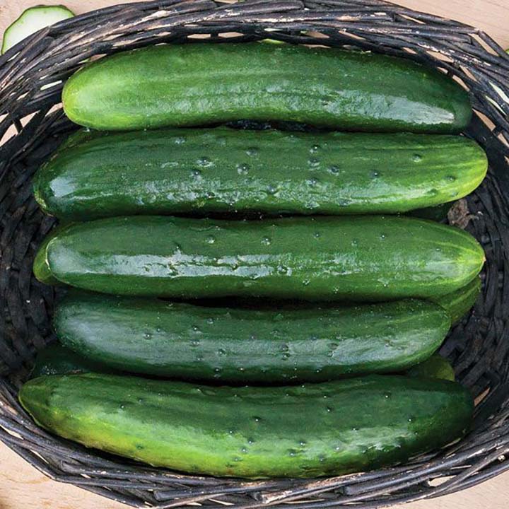 Paraiso Cucumbers