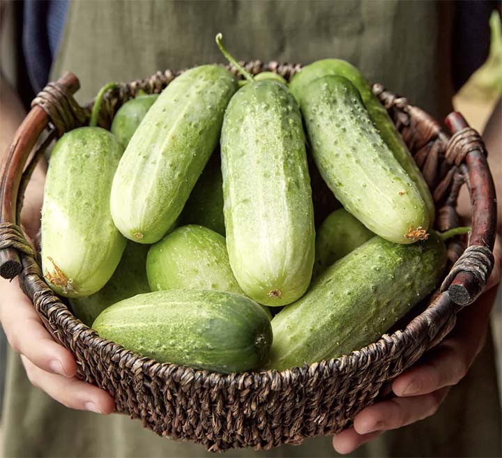 Pick A Bushel Cucumbers