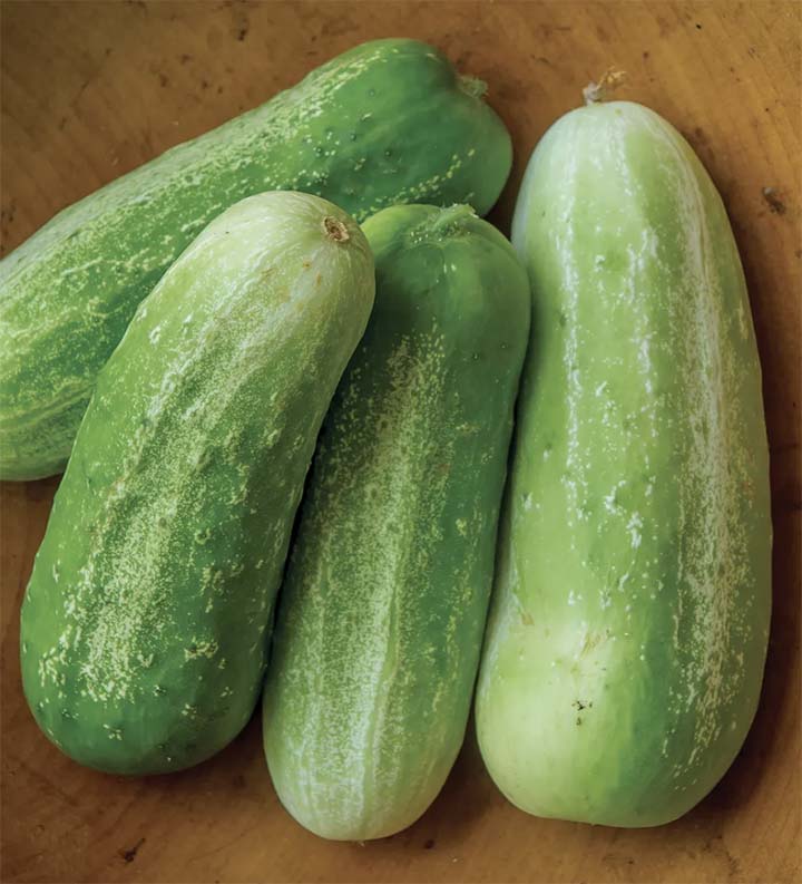 Picklebush Cucumbers