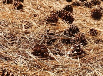Pine Straw Mulch – What Is It And How Do I Use It?