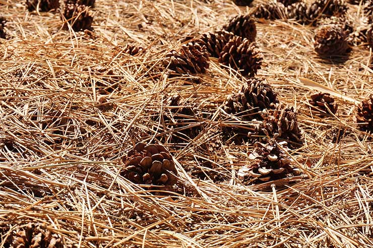 Pine Straw Mulch