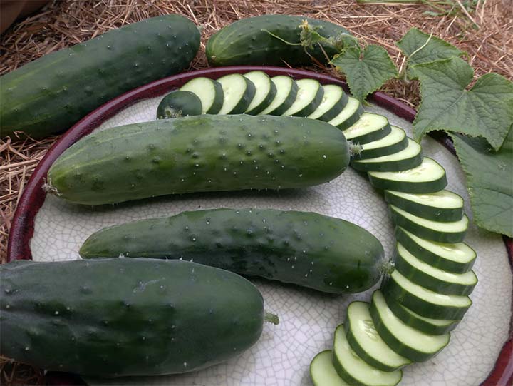 Poinsett 76 Cucumbers