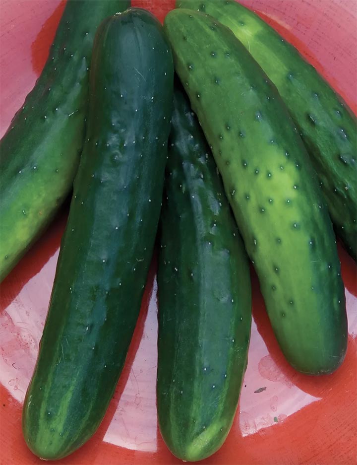 Salad Bush Cucumbers