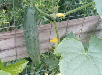 The 8 Best Slicing Cucumbers in 2023