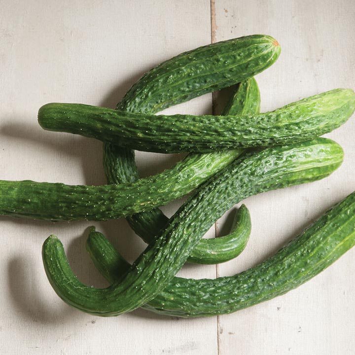 Suyo Long Cucumbers